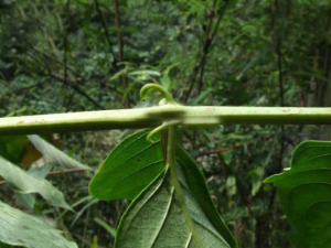 ����ɢ����Щ��Ч���� ����ɢ��ҩ�ü�ֵ