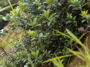 ����ľ�Ĺ�Ч���� ����ľ���÷�