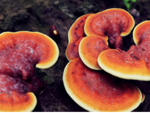 ��֥����ʳ�÷��� ��֥��ôʳ��Ч����