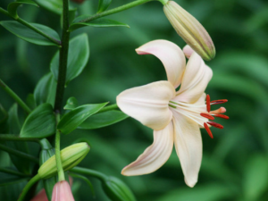 �ʰٺ����ɹ�ɲ���ɫ �ʰٺϵ�Ӫ����ֵ