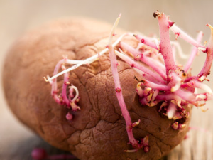 ������ѿ���ܳ��� ��ѿ������������ЩΣ��