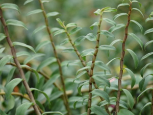 ��ҩ�ʲ����Ĺ�Ч ��ҩ�ʲ������β��鷽