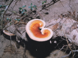 ¹�׵�ʳ�÷��� ʳ��¹��Ҫע����Щ����