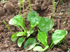 αĤ�Գ���Ӧ������� αĤ�Գ��׵�����ƫ��