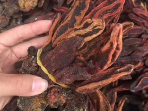 ���Ĳ�������˥�� ���Ĳ��β�ƫ������