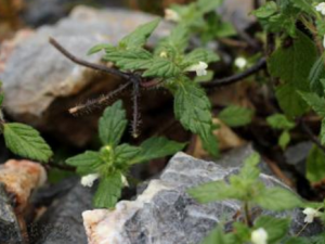 ���껨������Щ���� ���껨���Ĺ�Ч