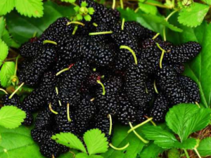 ɣ����ʲôʳ�ý��� ��ʳɣ�صĺô�