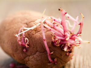 ��ѿ����������ЩΣ�� ��ѿ������Ϊ�β��ܳ�