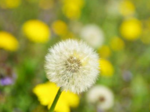 �ѹ�Ӣ��ˮ�ȵĽ��� �ѹ�Ӣ��ʳ�÷���