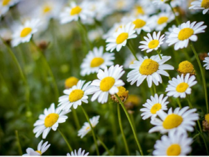 ��Щ�����׺�Ѫ˿ �������ȥ��Ѫ˿��Ĥ