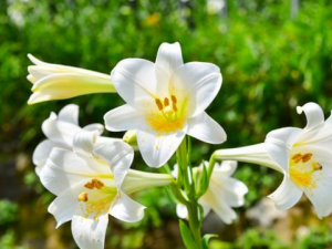 �ٺϵĹ�Ч������ �ٺϿ�����θ