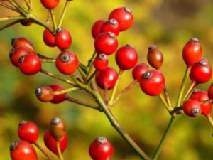 С��Ǿޱ�Ĺ�Ч���� С��Ǿޱ�Ĺ�������