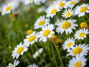 ˮƼ����Щ��Ч ˮƼ��ҩ�ü�ֵ