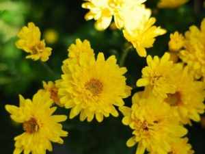 �ѹ�Ӣ��ˮ�Ⱥ��� �ѹ�Ӣ��ˮ�ȵĽ���