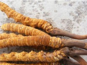 ��ҽ�������ε� ��ε���ҩƫ��