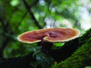 ��ѪР���ķ�������Щ