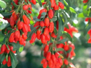 ����һЩ�ʺϴ����ȵ�������