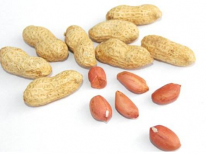 �����Щʳ�������������