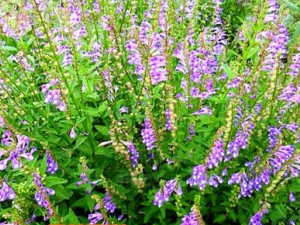 ʲô�а�֦�� ��֦������Щ��Ч