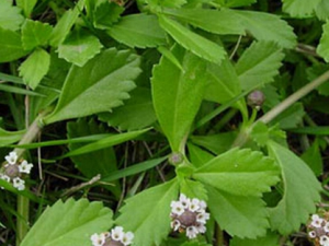 ʲô�����ߺ{ ���ߺ{�Ĺ�Ч������