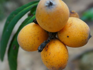 �Ƽ�����ǰʮ��ֹ�Ȼ�̵ʳ��