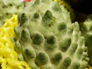 ��Щ�˲���ʳ�����ȹ� ���ȹ���Ӫ����ֵ