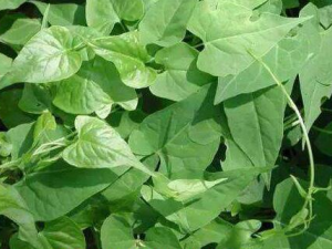 �ŷ��ٵĹ�Ч������ �ŷ�������Щ������