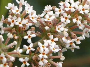 ���ɻ�ˮ�Ĺ�Ч������ ���ɻ�ˮ�����Ŀ