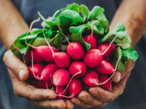 ���Ȳ˻�����Щ��Ч���� ���Ȳ˵�����