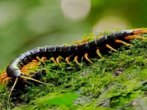 ����ݾƺ�����Щ����