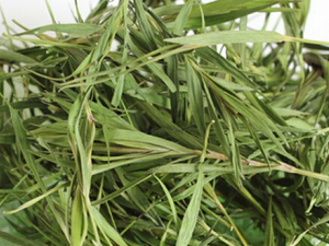 ��Ҷ��ˮ�ȵĹ�Ч ��Ҷ��ˮ���ܿ���