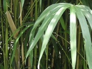 �������ҩ�ü�ֵ ������Ĺ�Ч������