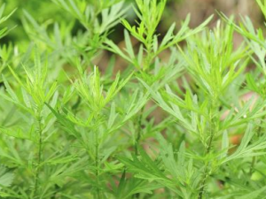 ��ĸ��ʲôʱ��Ժ� ��ĸ�ݵ���ҩ����