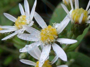 ʲô�Ǹھ� �ھ�����Щ��Ч������