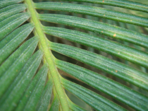 ����Ҷ�Ĺ�Ч ����Ҷ����ɢ�����׵Ĺ�Ч