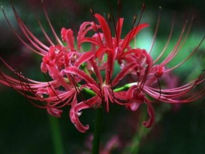 ʲô�������� �����޵Ĺ�Ч������