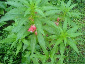 �����ݵĹ�Ч������ �����ݵ�ҩ��