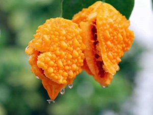 ����������Щ��Ч������ ���������θ�θ��ʹ