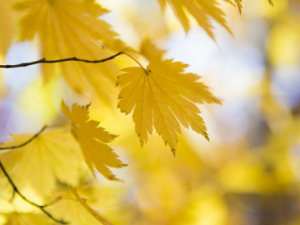 С����ݵĹ�Ч���� С����ݵ�ҩ�ü�ֵ