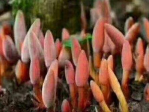 ʲô��¹�ɲ� ¹�ɲ�����Щ��Ч������