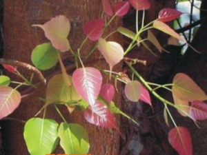 ����Ҷ�Ĺ�Ч������ Ԥ����˥��