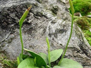 ����ݵĹ�Ч������ ��������ֹ��