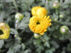 ѹӢˮȹ֢״ ѹӢˮȵĹЧ