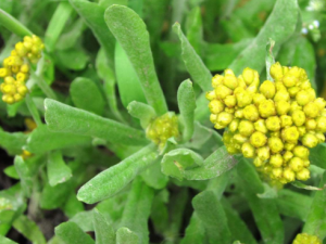 �����˵Ĺ�Ч������ ��������ʲô����