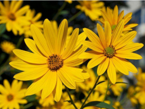 Ұ�ջ��Ĺ�Ч Ұ�ջ�������Ӧ������