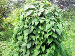 ҹ���ٵĹ�Ч������ ҹ���ٵ�ʳ�÷���