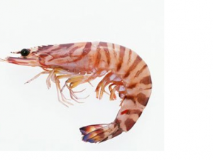 ��ΧϺ��Ӫ����ֵ ��ΧϺ��ô���ó�