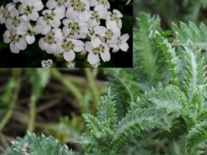 ��ݵĹ�Ч������ ��ݵ��÷�����