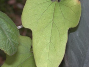 ��ţ������Щҩ�ü�ֵ ��ţ�ߵĹ�Ч����