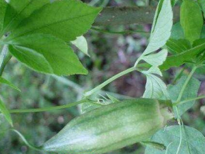 ��üѩ���Ĺ�Ч������ ����������